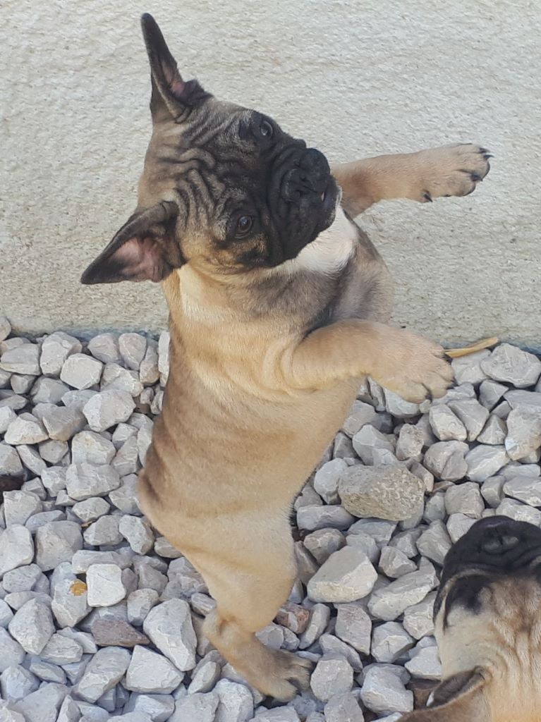 Aline Gonthier - Bouledogue français - Portée née le 25/05/2019